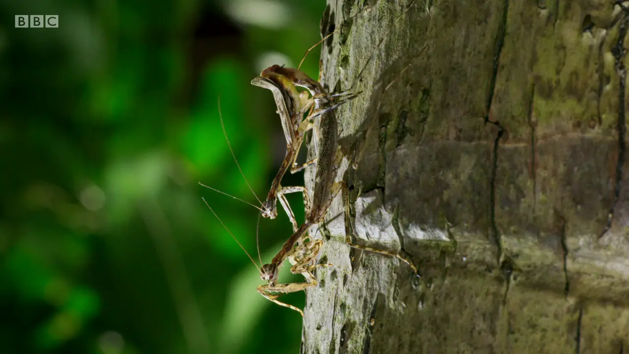Tree-running mantis sp. ([genus Ciulfina]) as shown in The Mating Game - Jungles: In the Thick of It
